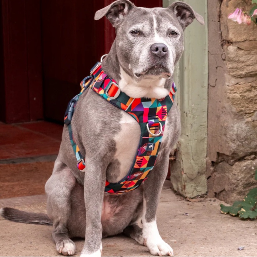 Twiggy Tags Adventure Harness